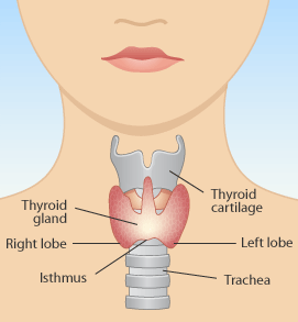 thyroid_gland_diag